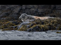 John Roberts CPAGB BPE1-Common seal-Very Highly Commended.jpg